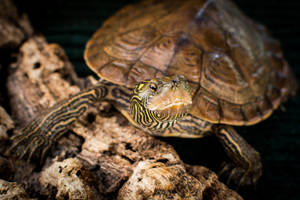 Close-up Ng Northern Map Turtle — Astig na pagong Wallpaper