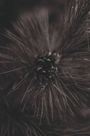 Close Up ng Pinecone sa Taglamig para sa Telepono — Brown aesthetic GIF Wallpaper