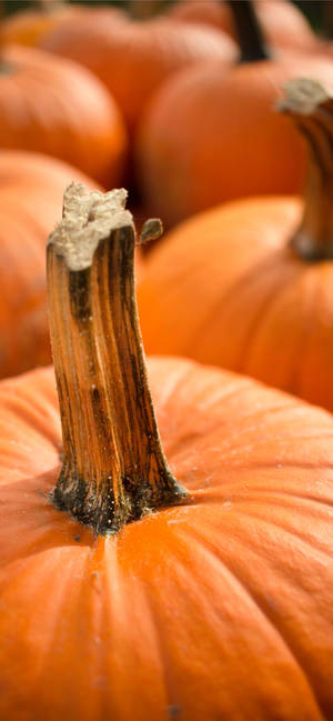 Thanksgiving iPhone Image of Pumpkins — S24 Ultra Wallpaper