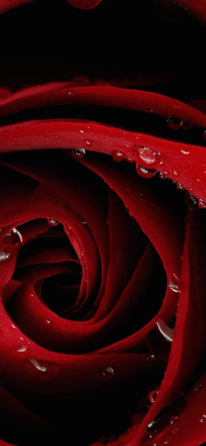 Close-up Rose's Head Red Iphone — Samsung S21 Ultra Wallpaper