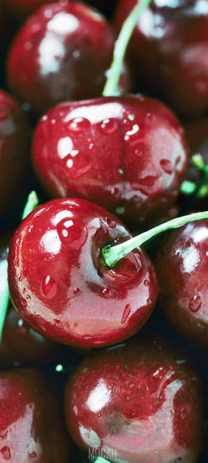 Close-up Shot Cranberry — Pixel 10 Wallpaper