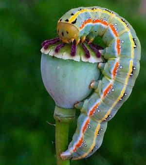Mga larawan ng Caterpillar Insect — Galaxy Z Flip 8 Wallpaper