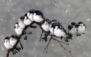 Malamig na birds in winter storm wallpaper
