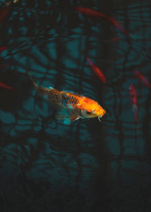 Koi Fish in The Aquarium wallpaper. — Astig na isda Wallpaper