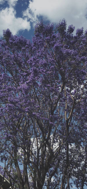 Larawan ng pader ng Malamig na Lilang Puno — iPhone 17 Wallpaper