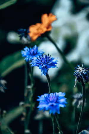 Cornflowers Blue Flowers Phone — Flowers Wallpaper