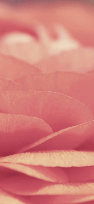 Pink Iphone Xr — Galaxy A56 Wallpaper
