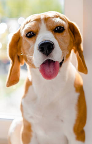 Cute Beagle Dog Tongue Out — Galaxy Tab S9 FE Wallpaper