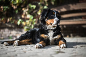 Cute Dog Bernese Sa Ilalim ng Araw — Cute na aso Wallpaper