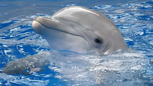 Cute Dolphin Pictures