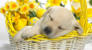 Cute Easter Background na may Adorable Bunny at Pastel na Itlog