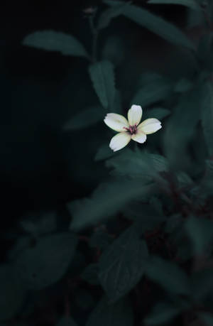 Cute Flower Dark Green Aesthetic Wallpaper — Slytherin estetiko Wallpaper
