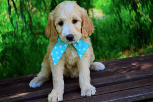 Cute Goldendoodle Puppy na may Bow Tie — Cute puppy Wallpaper