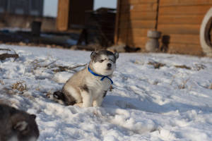 Cute Husky na May Asul na Kwelyar — Nakatutuw na asul Wallpaper