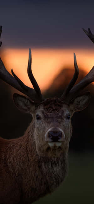 Animals Iphone — iPhone 17 Wallpaper