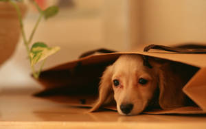 Cute na Aso sa Loob ng Brown Bag — Cute na aso Wallpaper
