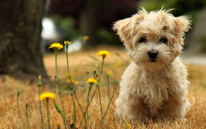 Cute na Tuta sa Tabi ng Dilaw na Bulaklak — Cute puppy Wallpaper