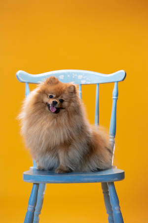 Cute Pomeranian Sa Asul Na Upuan — Nakatutuw na asul Wallpaper