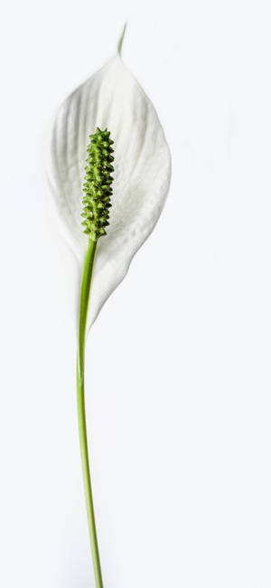 Dainty Peace White Lily mobile wallpaper — Pixel 10 Pro Wallpaper