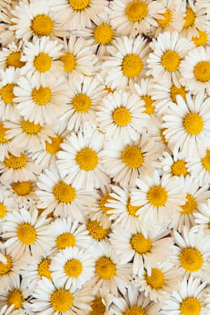 Daisy Background — Honor Pad GT2 Pro Wallpaper