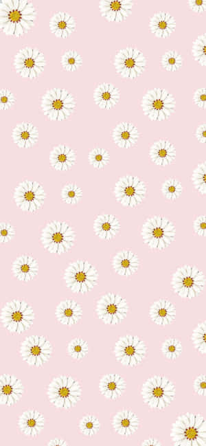 Pink Aesthetic Background — iPhone Xr Wallpaper