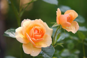 Libreng Larawan ng Kahel na Rosas na Namumulaklak sa Araw — Rosas na Bulaklak Wallpaper