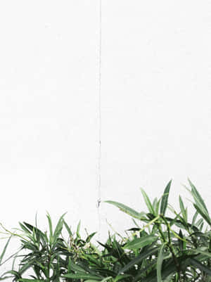 Minimalistang Estetika na background