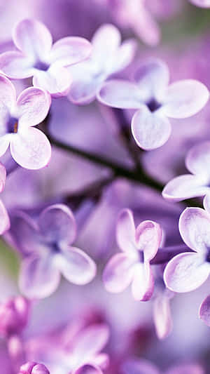 Damhin ang ganda ng kalikasan gamit ang Flower Iphone — Floral iPhone Wallpaper