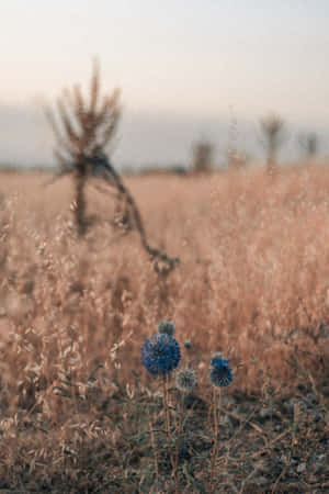 Dandelion Blue Flowers Phone — Flowers Wallpaper