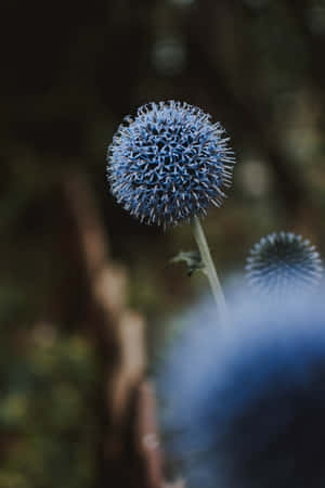 Dandelions Blue Flowers Phone — Flowers Wallpaper