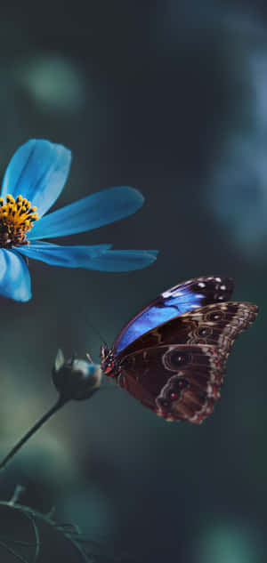 Flowers At Butterflies — Galaxy S24 Wallpaper