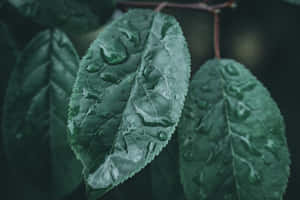 Dark Green Aesthetic pictures — MacBook Pro 14 Wallpaper