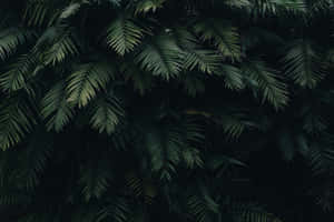 Dark Green Aesthetic pictures — MacBook Pro M3 Wallpaper