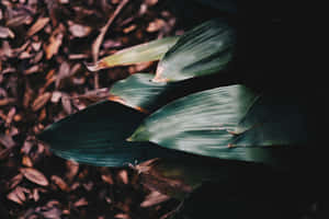 Madilim na Berdeng Aesthetic na mga larawan — MacBook Pro M2 Wallpaper