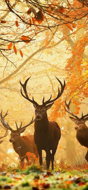 Iphone Xs Max Autumn Background — iPhone 15 Plus Wallpaper