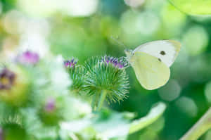 Butterfly Aesthetic pictures — MacBook Air 15 Wallpaper
