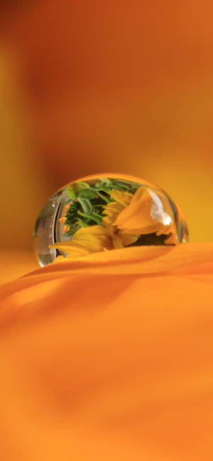 Dewdrop On Orange Petal wallpaper — iPhone 15 Wallpaper