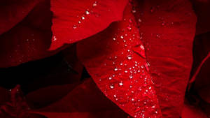 Dewy Poinsettia Bracts wallpaper — iMac Wallpaper