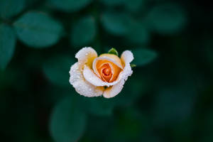 mababaw na pokus na litrato ng kahel na rosas — Rosas na Bulaklak Wallpaper