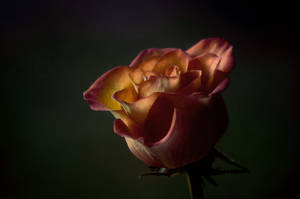 litratong may mababaw na focus ng pulang bulaklak — Rosas na Bulaklak Wallpaper