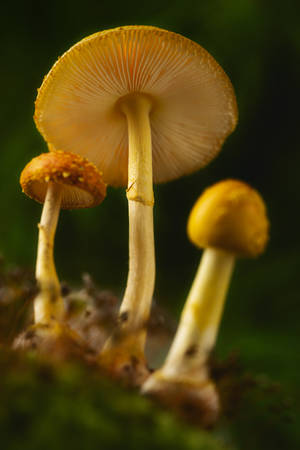 Dilawang Kabute Aesthetic — Mushroom Aesthetic Wallpaper