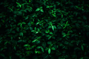 Dark Green Aesthetic na mga larawan — MacBook Pro M4 Wallpaper