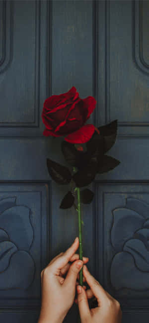 Rose pictures — Pixel 9 Pro XL Wallpaper