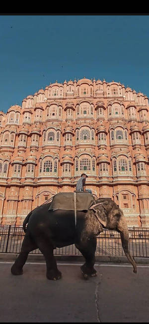 Elephant Crossing Hawa Mahal Jaipur — Pixel 10 Pro Wallpaper