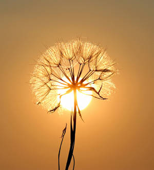 Whatsapp White Dandelion Flower na wallpaper — Vivo X Fold Wallpaper