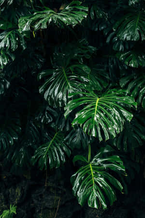 Enchanting Dark Green Aesthetic Background — Berdeng aesthetic na GIF Wallpaper
