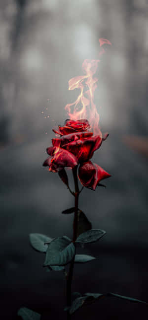 Background ng Rosas — iPhone 15 Wallpaper