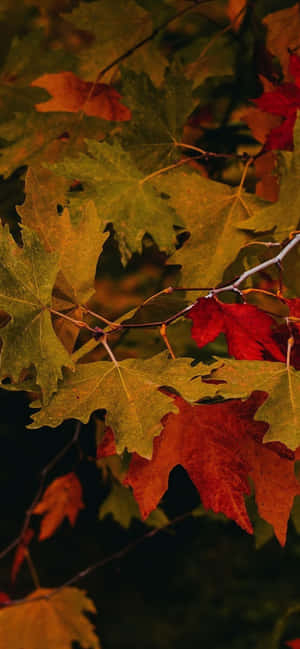 Iphone Xs Max Autumn Background — iPhone 18 Pro Wallpaper