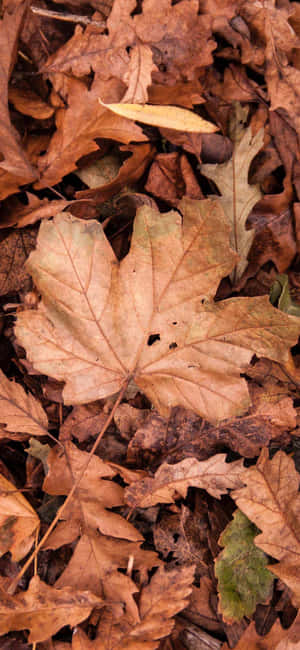 Autumn Fall Pictures — OnePlus Wallpaper