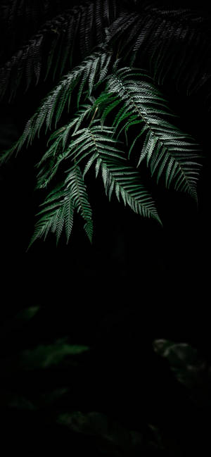 Plant Iphone — Floral iPhone Wallpaper